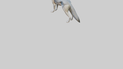 3D model Gray Wolf standing alert model VR / AR / low-poly