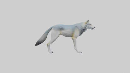 3D model Gray Wolf standing alert model VR / AR / low-poly