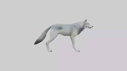 3D model Gray Wolf standing alert model VR / AR / low-poly