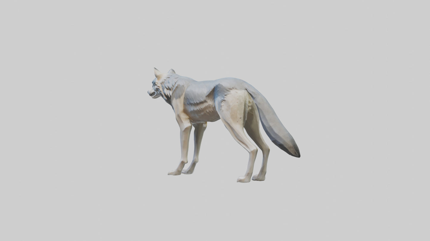 3D model Gray Wolf standing alert model VR / AR / low-poly