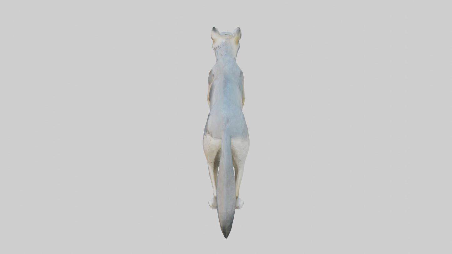 3D model Gray Wolf standing alert model VR / AR / low-poly