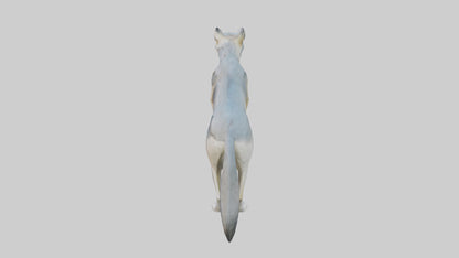 3D model Gray Wolf standing alert model VR / AR / low-poly