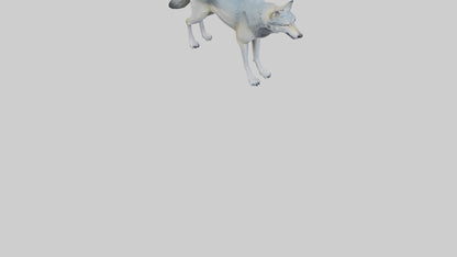 3D model Gray Wolf standing alert model VR / AR / low-poly
