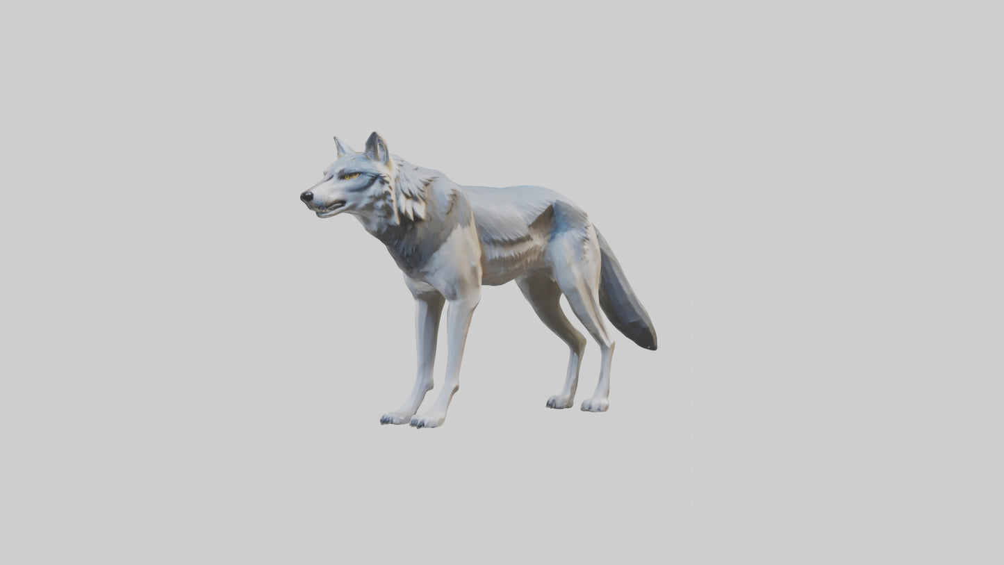 3D model Gray Wolf standing alert model VR / AR / low-poly