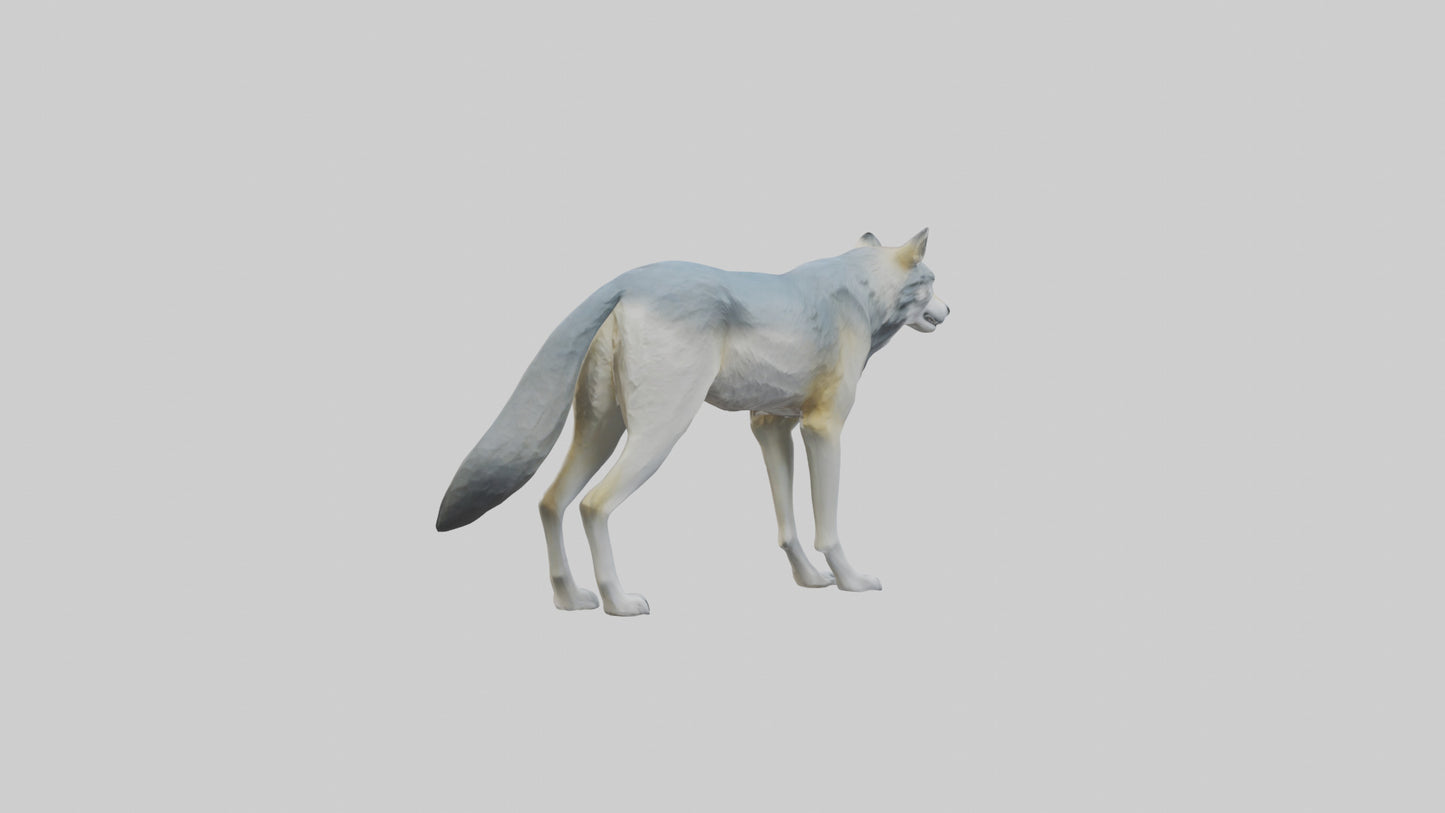 3D model Gray Wolf standing alert model VR / AR / low-poly