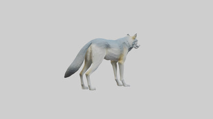 3D model Gray Wolf standing alert model VR / AR / low-poly