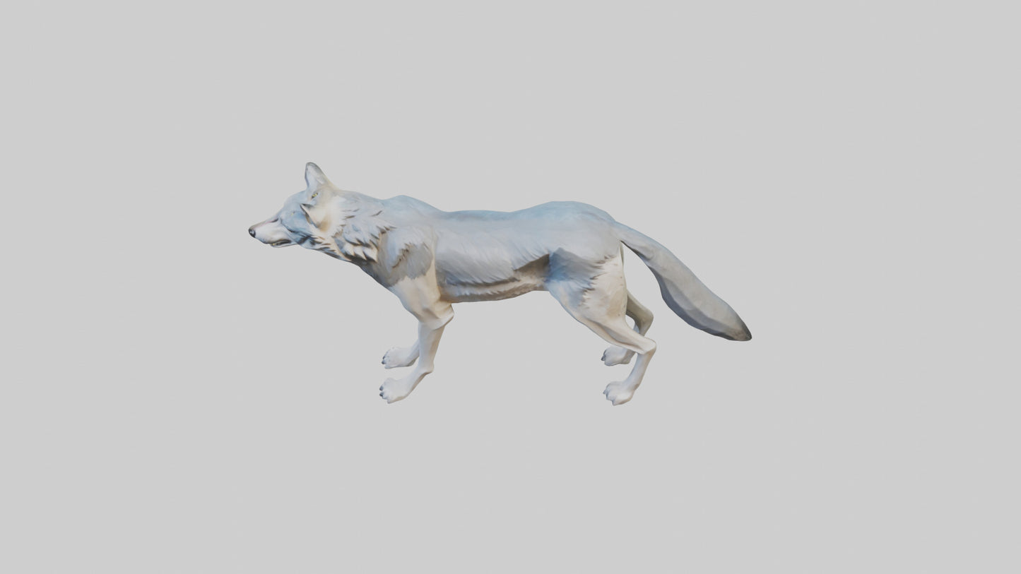 3D model Gray Wolf standing alert model VR / AR / low-poly