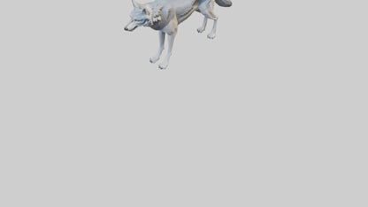 3D model Gray Wolf standing alert model VR / AR / low-poly