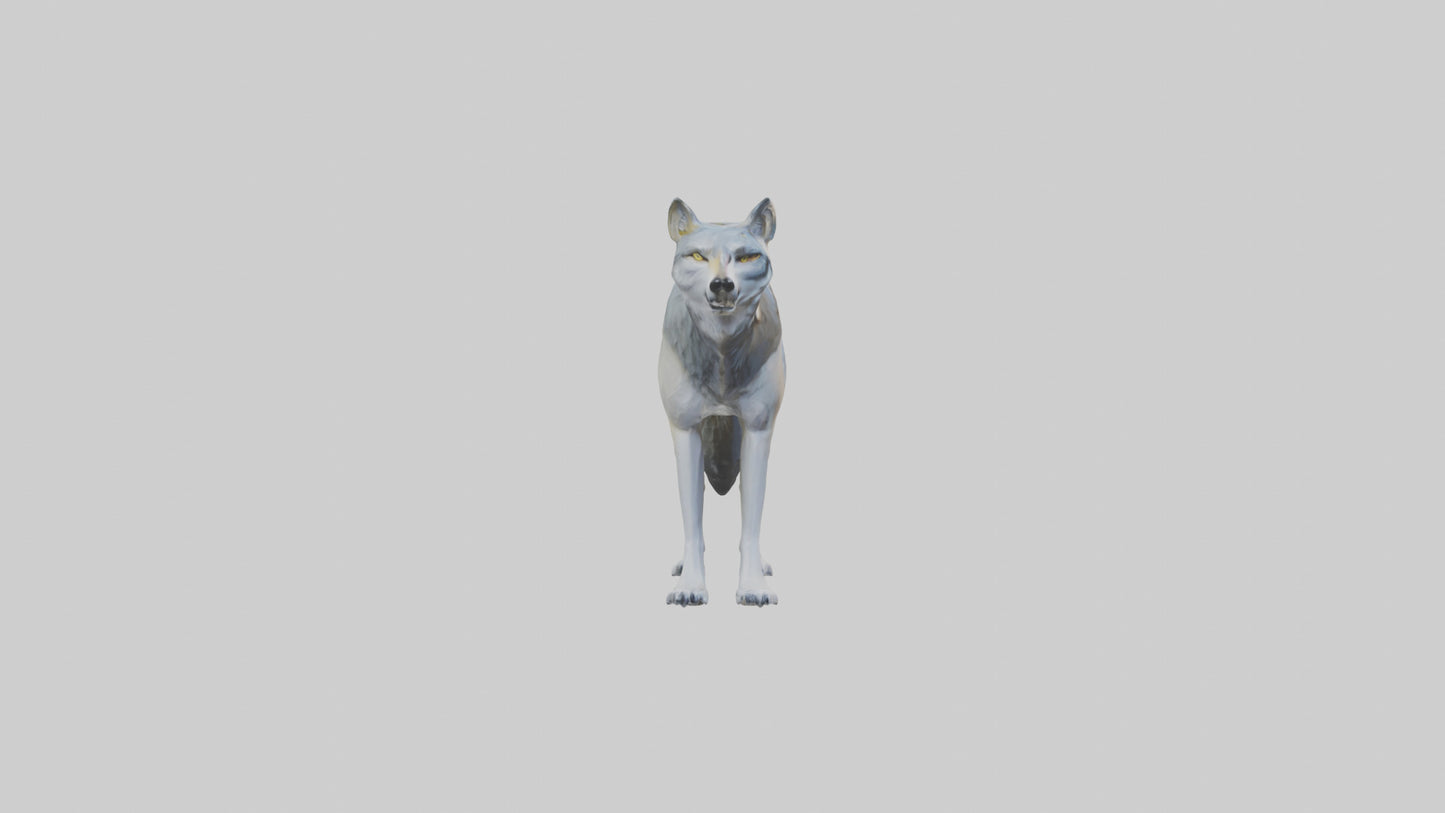 3D model Gray Wolf standing alert model VR / AR / low-poly