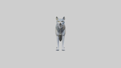 3D model Gray Wolf standing alert model VR / AR / low-poly