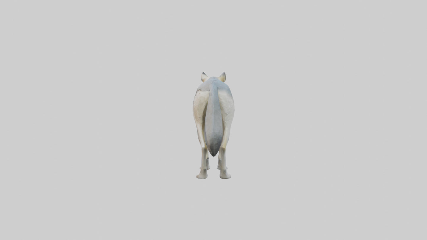 3D model Gray Wolf standing alert model VR / AR / low-poly