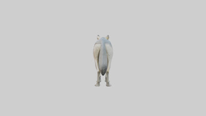 3D model Gray Wolf standing alert model VR / AR / low-poly