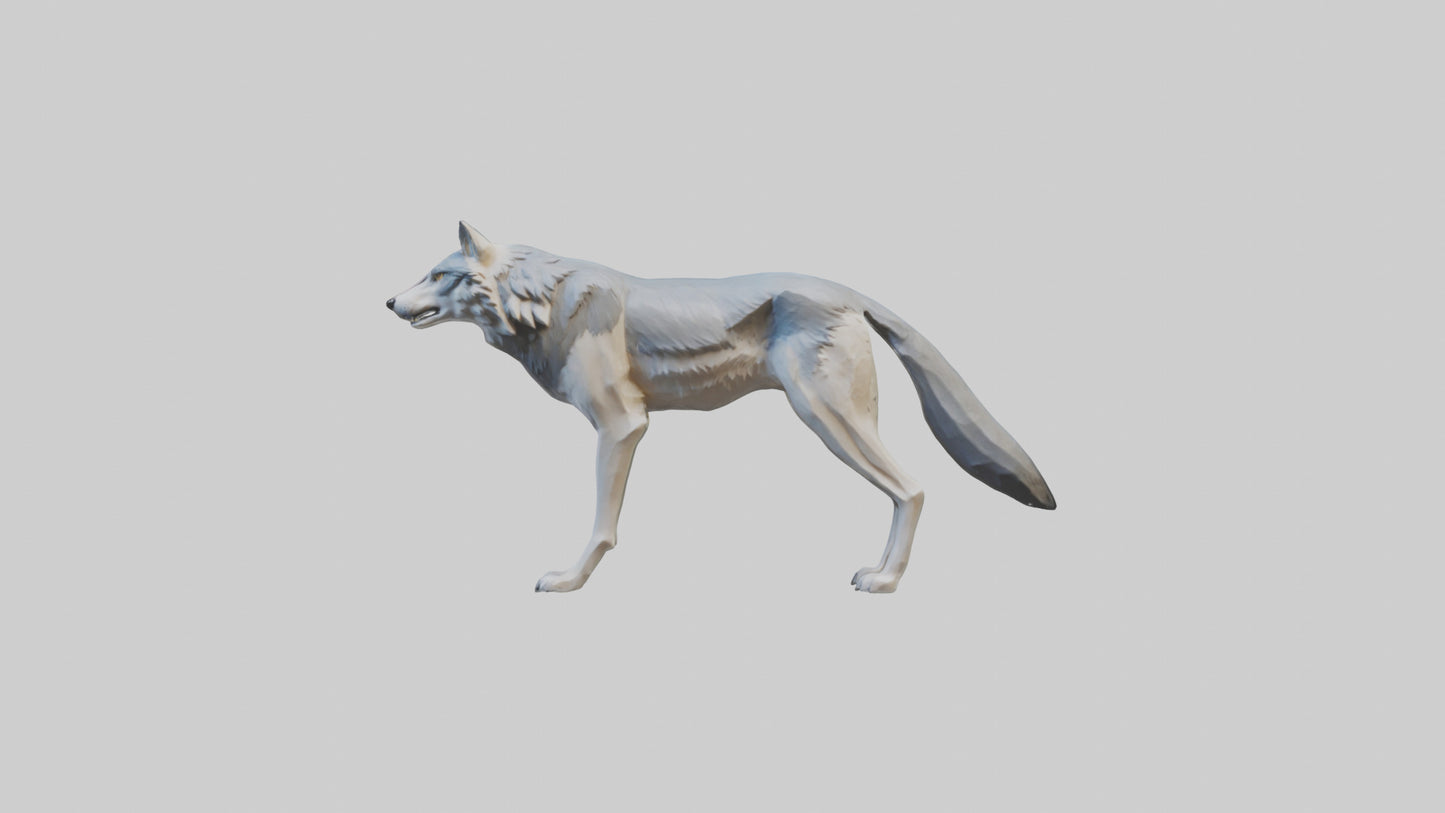 3D model Gray Wolf standing alert model VR / AR / low-poly