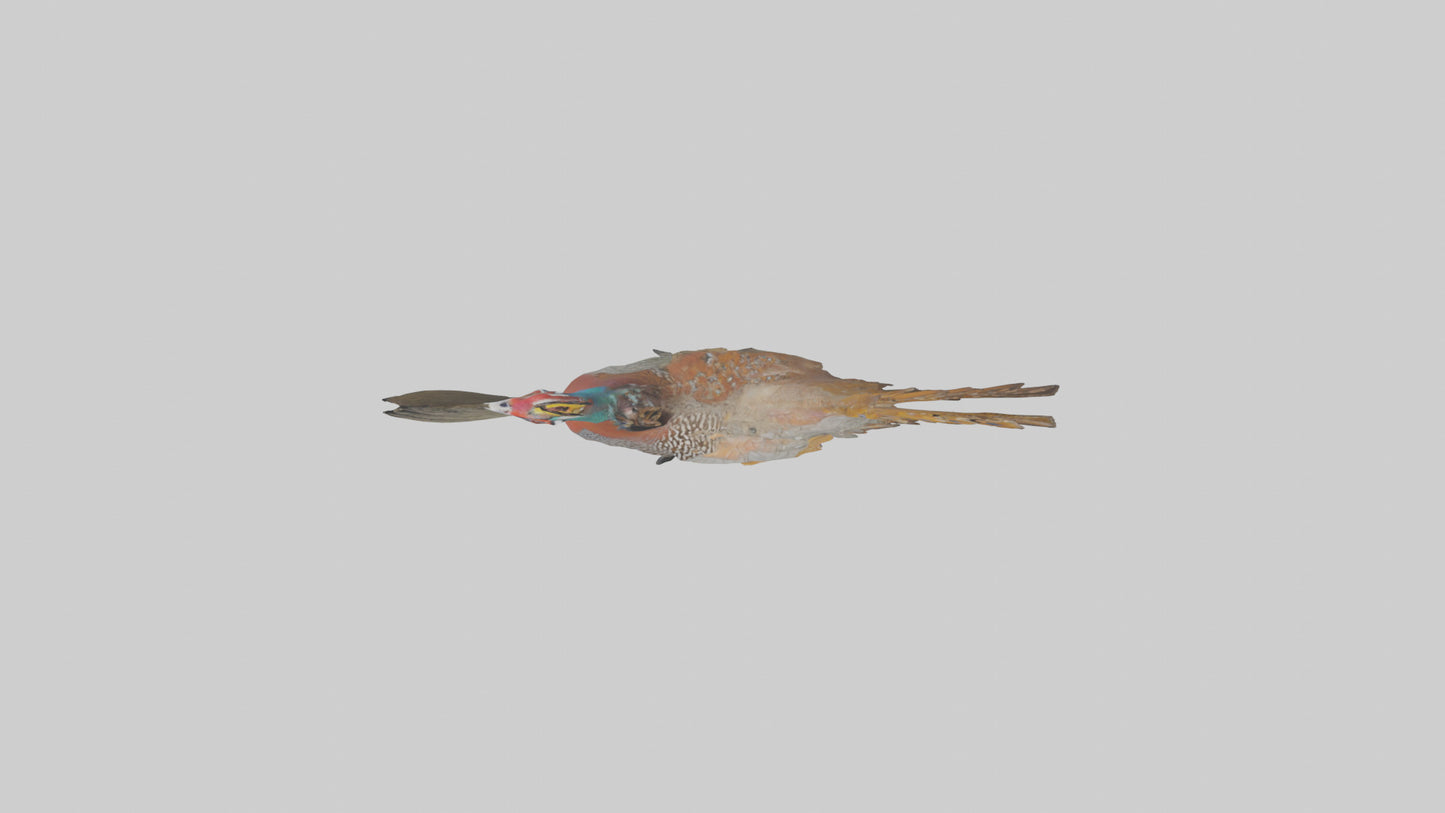 3D model Great Argus Pheasant displaying model VR / AR / low-poly