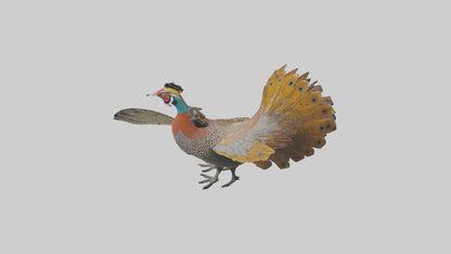 3D model Great Argus Pheasant displaying model VR / AR / low-poly