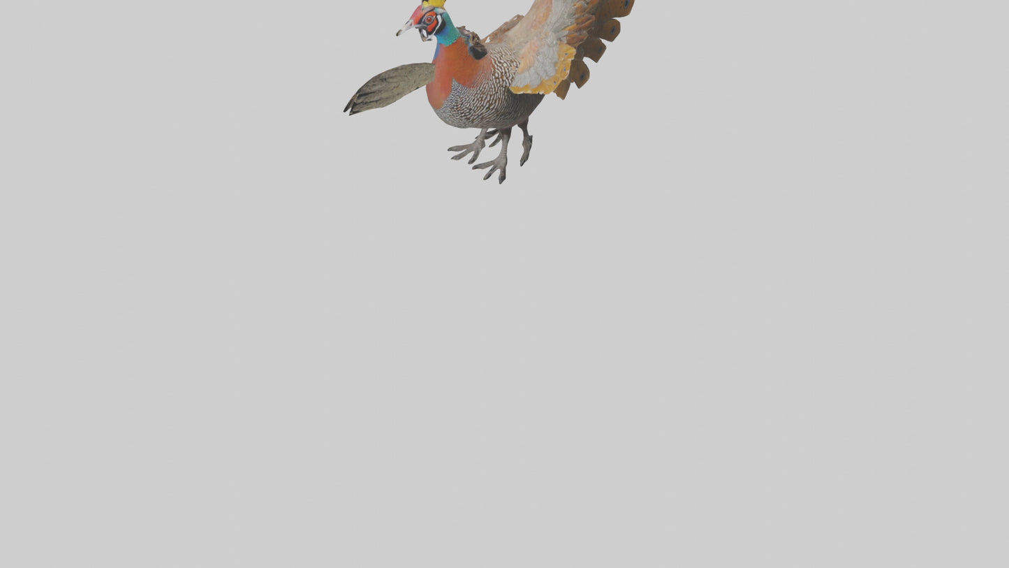 3D model Great Argus Pheasant displaying model VR / AR / low-poly