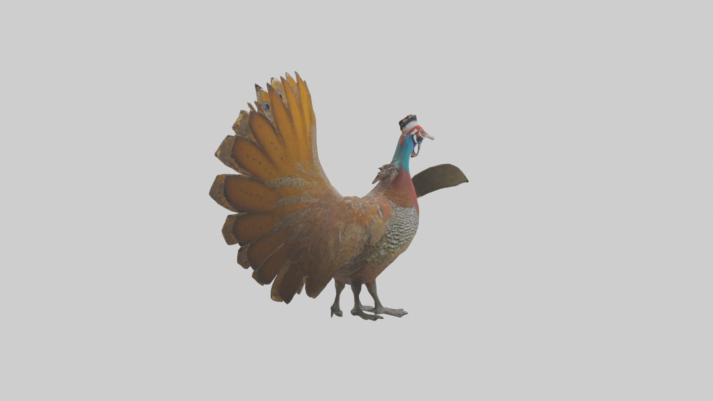 3D model Great Argus Pheasant displaying model VR / AR / low-poly