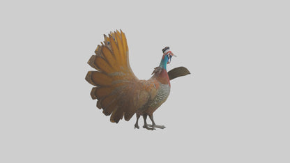 3D model Great Argus Pheasant displaying model VR / AR / low-poly