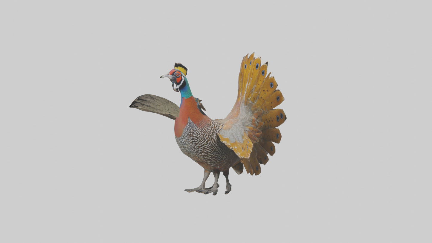 3D model Great Argus Pheasant displaying model VR / AR / low-poly