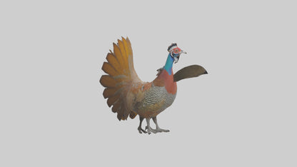 3D model Great Argus Pheasant displaying model VR / AR / low-poly