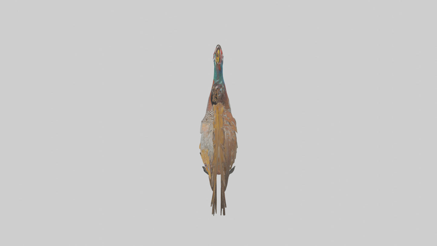 3D model Great Argus Pheasant displaying model VR / AR / low-poly