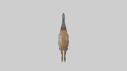 3D model Great Argus Pheasant displaying model VR / AR / low-poly