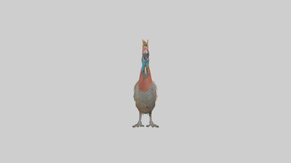 3D model Great Argus Pheasant displaying model VR / AR / low-poly