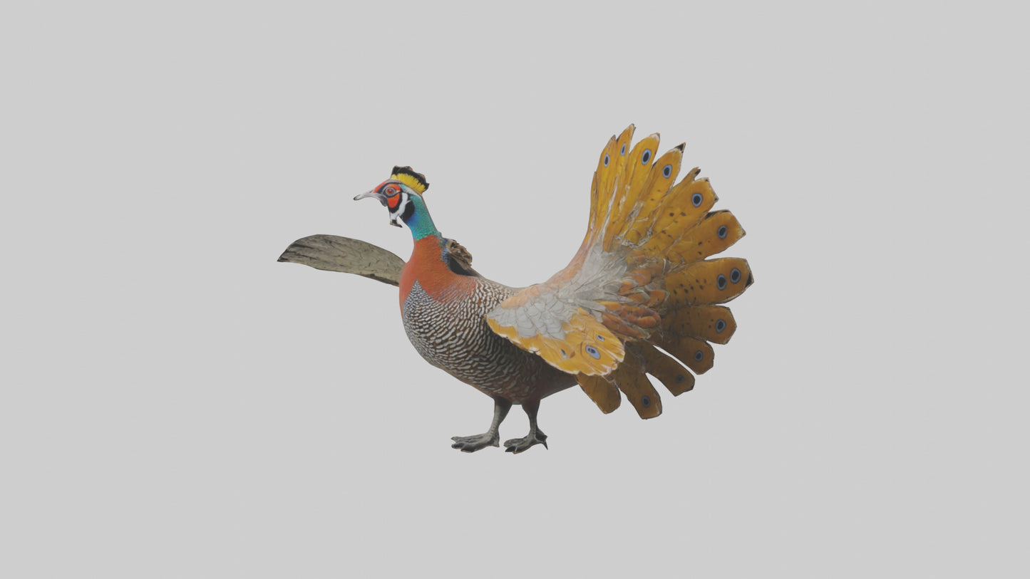 3D model Great Argus Pheasant displaying model VR / AR / low-poly