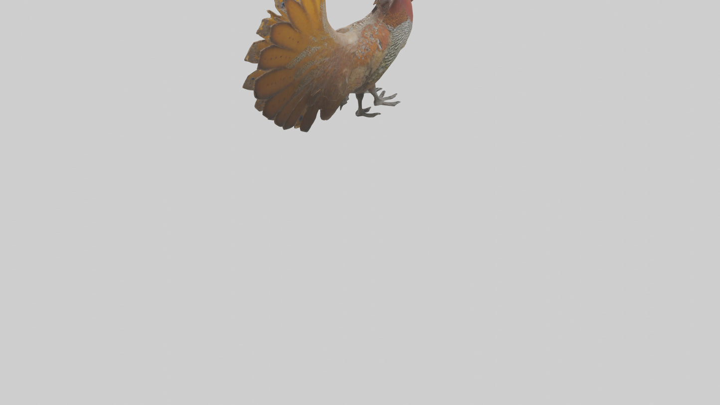 3D model Great Argus Pheasant displaying model VR / AR / low-poly
