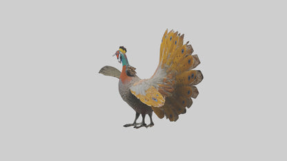 3D model Great Argus Pheasant displaying model VR / AR / low-poly