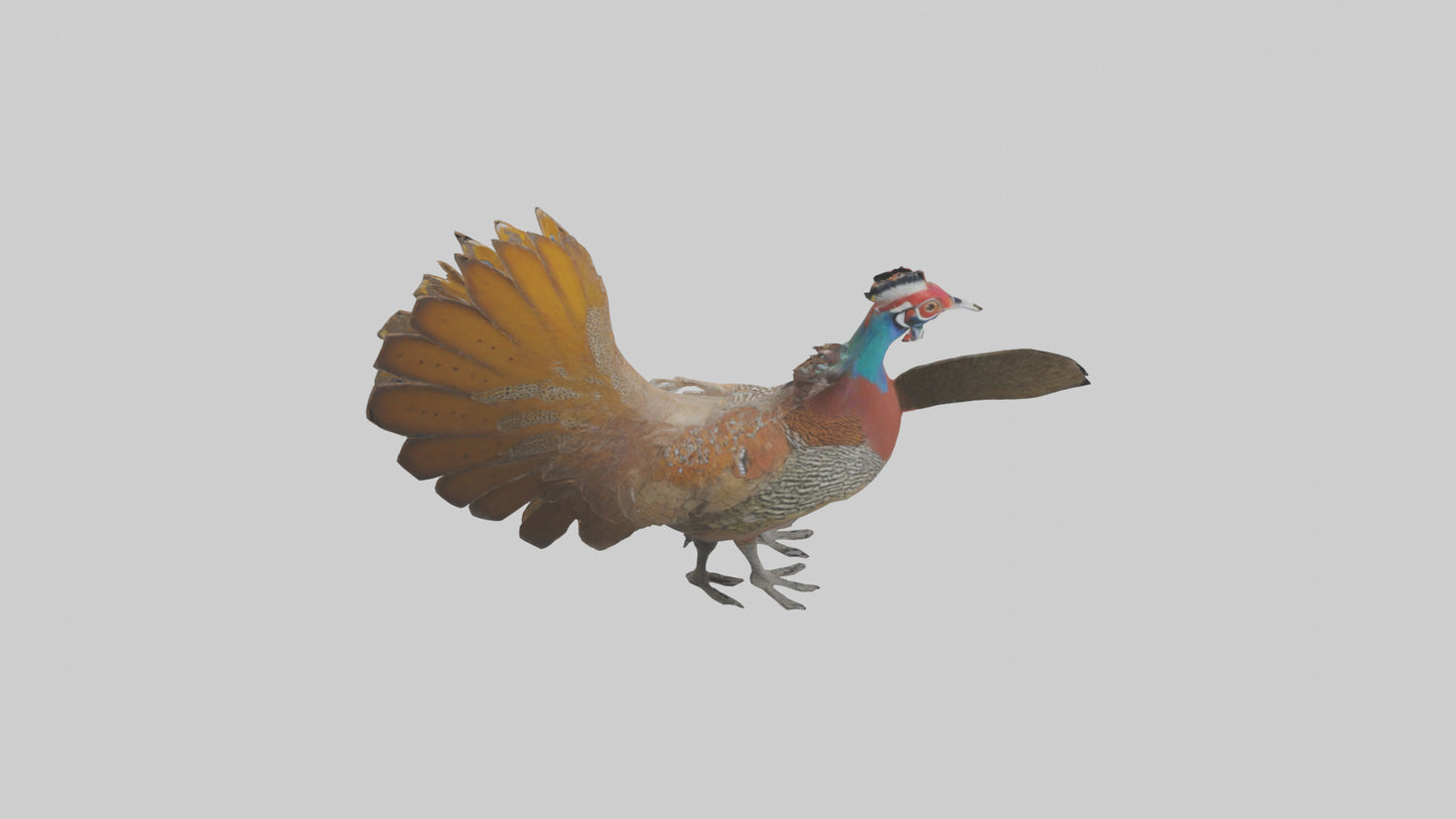 3D model Great Argus Pheasant displaying model VR / AR / low-poly