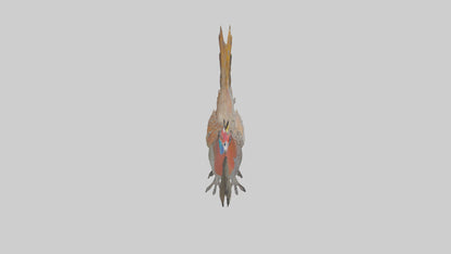 3D model Great Argus Pheasant displaying model VR / AR / low-poly