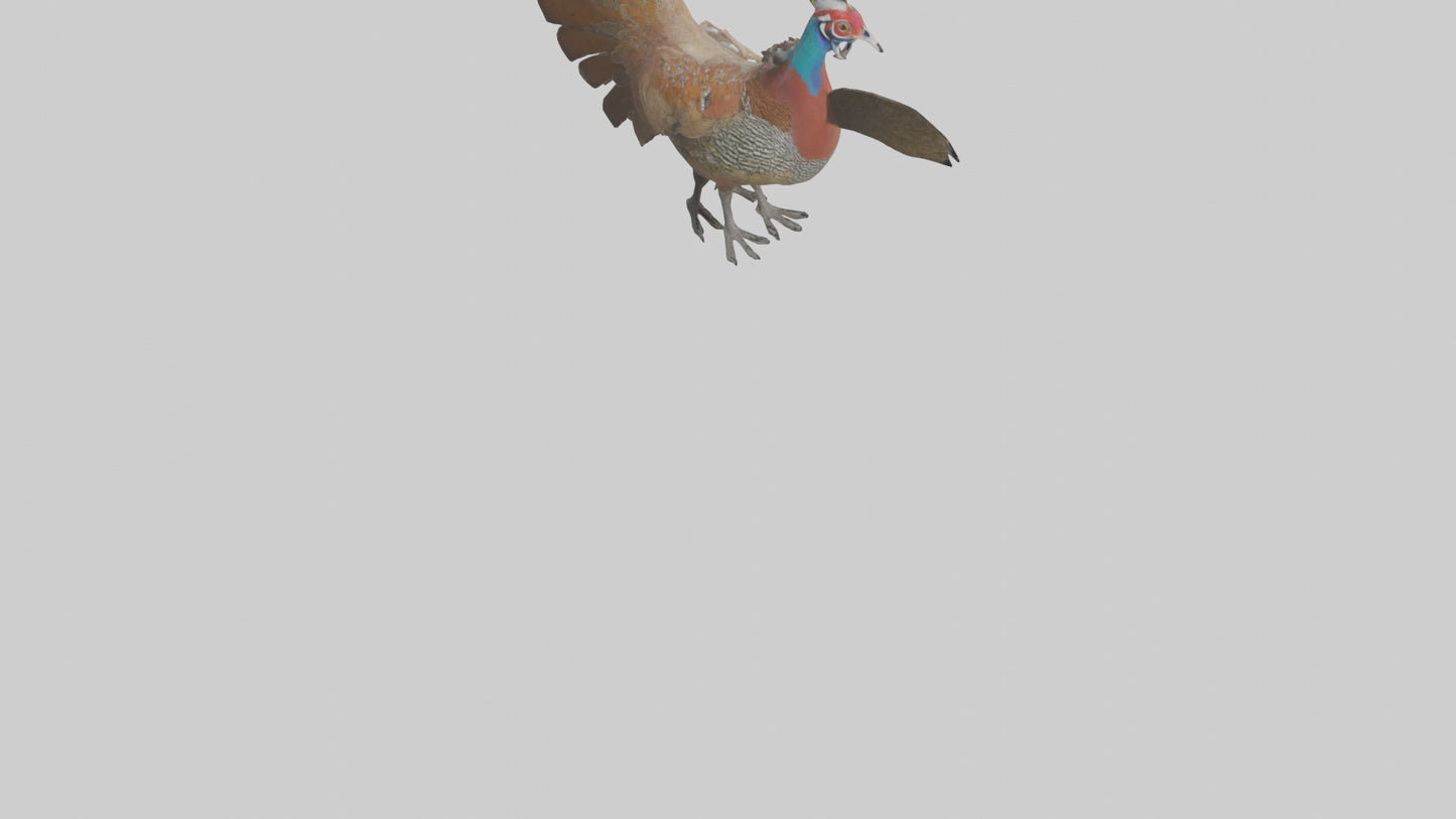 3D model Great Argus Pheasant displaying model VR / AR / low-poly