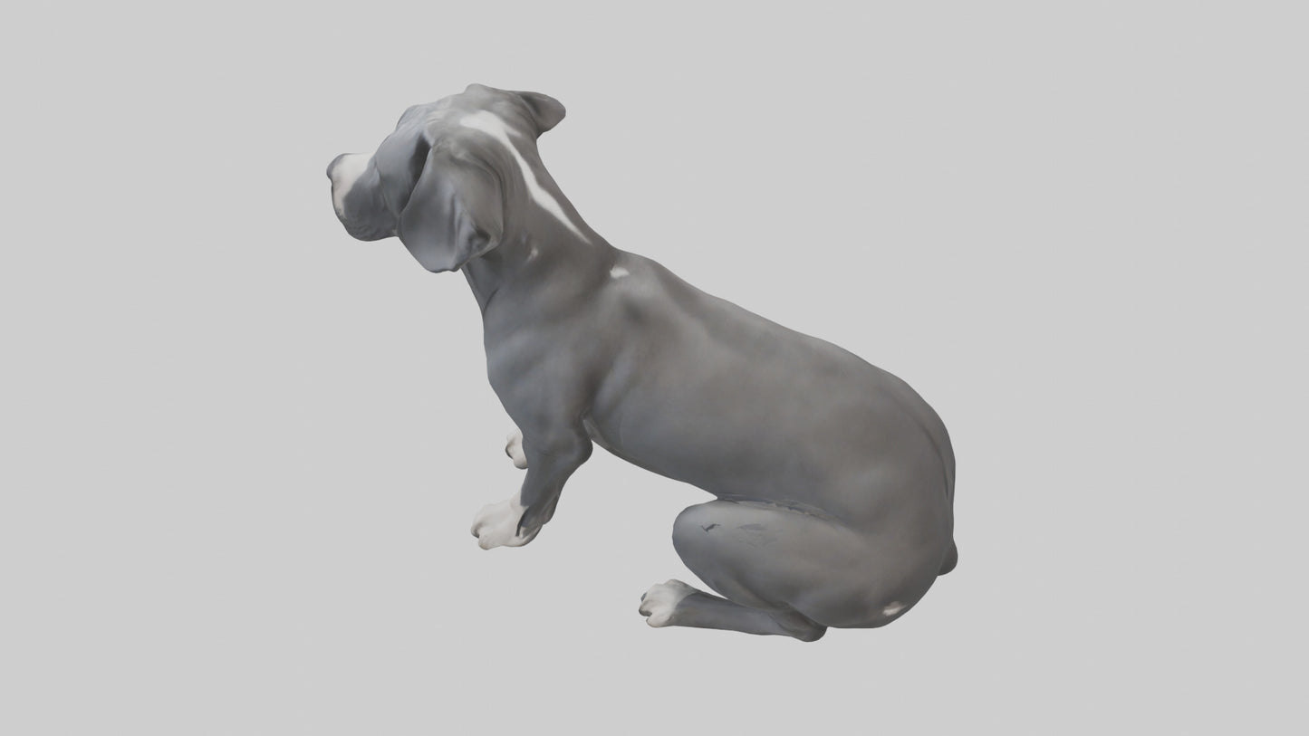 3D model Great Dane sitting model VR / AR / low-poly