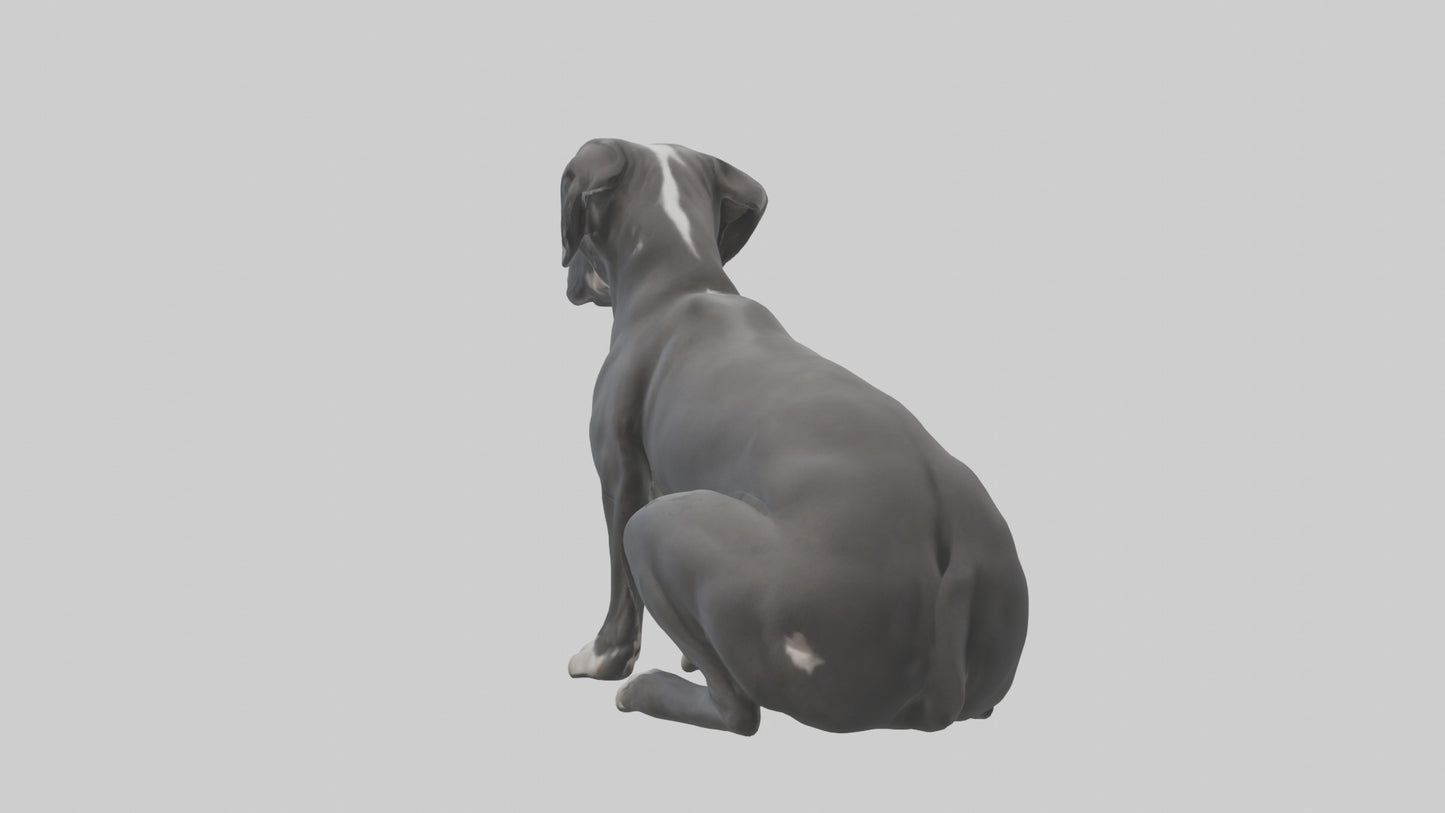 3D model Great Dane sitting model VR / AR / low-poly
