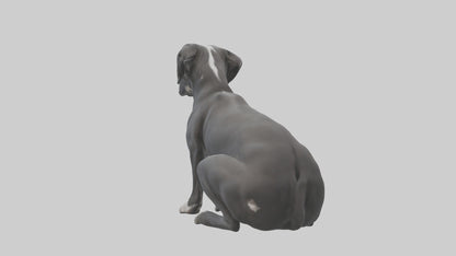 3D model Great Dane sitting model VR / AR / low-poly