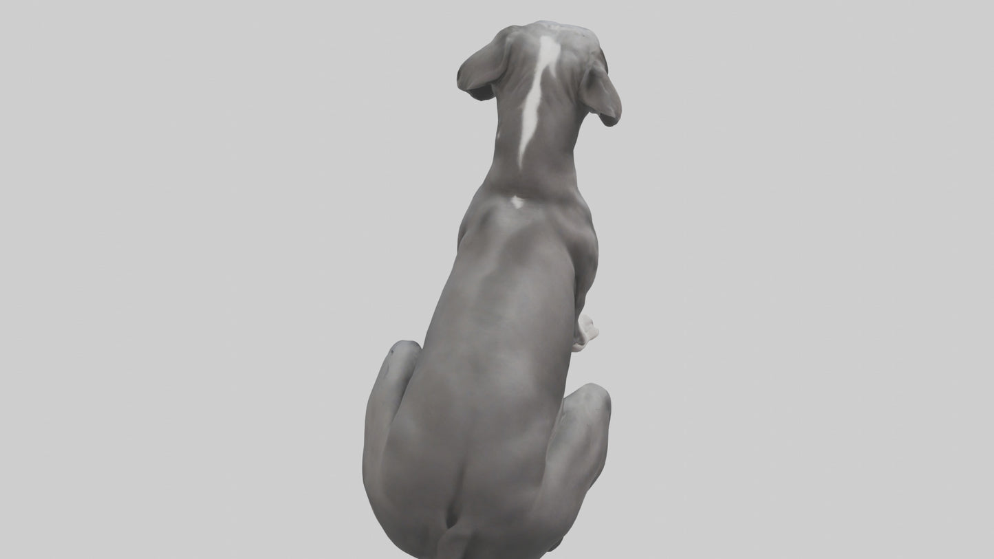 3D model Great Dane sitting model VR / AR / low-poly