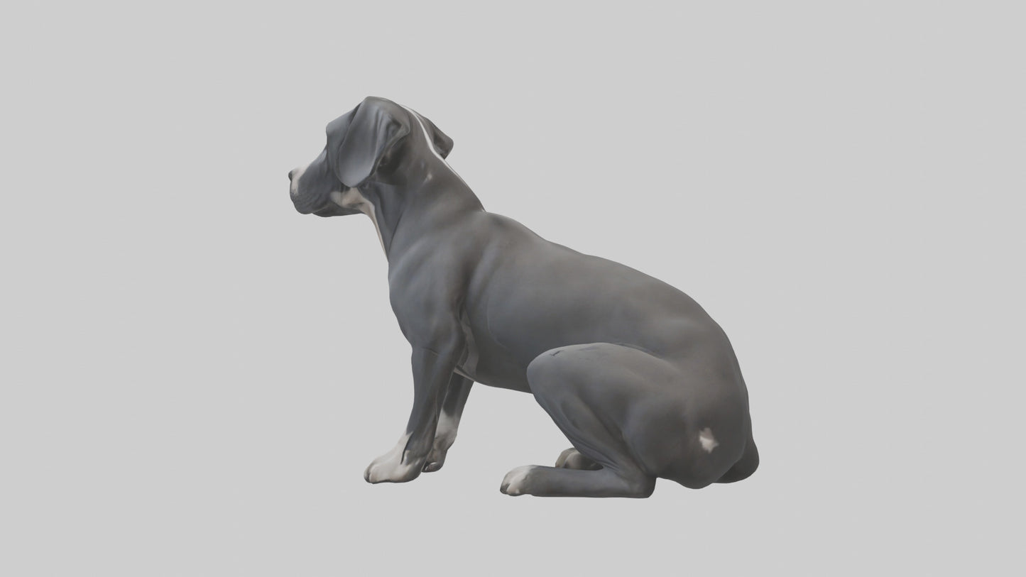 3D model Great Dane sitting model VR / AR / low-poly