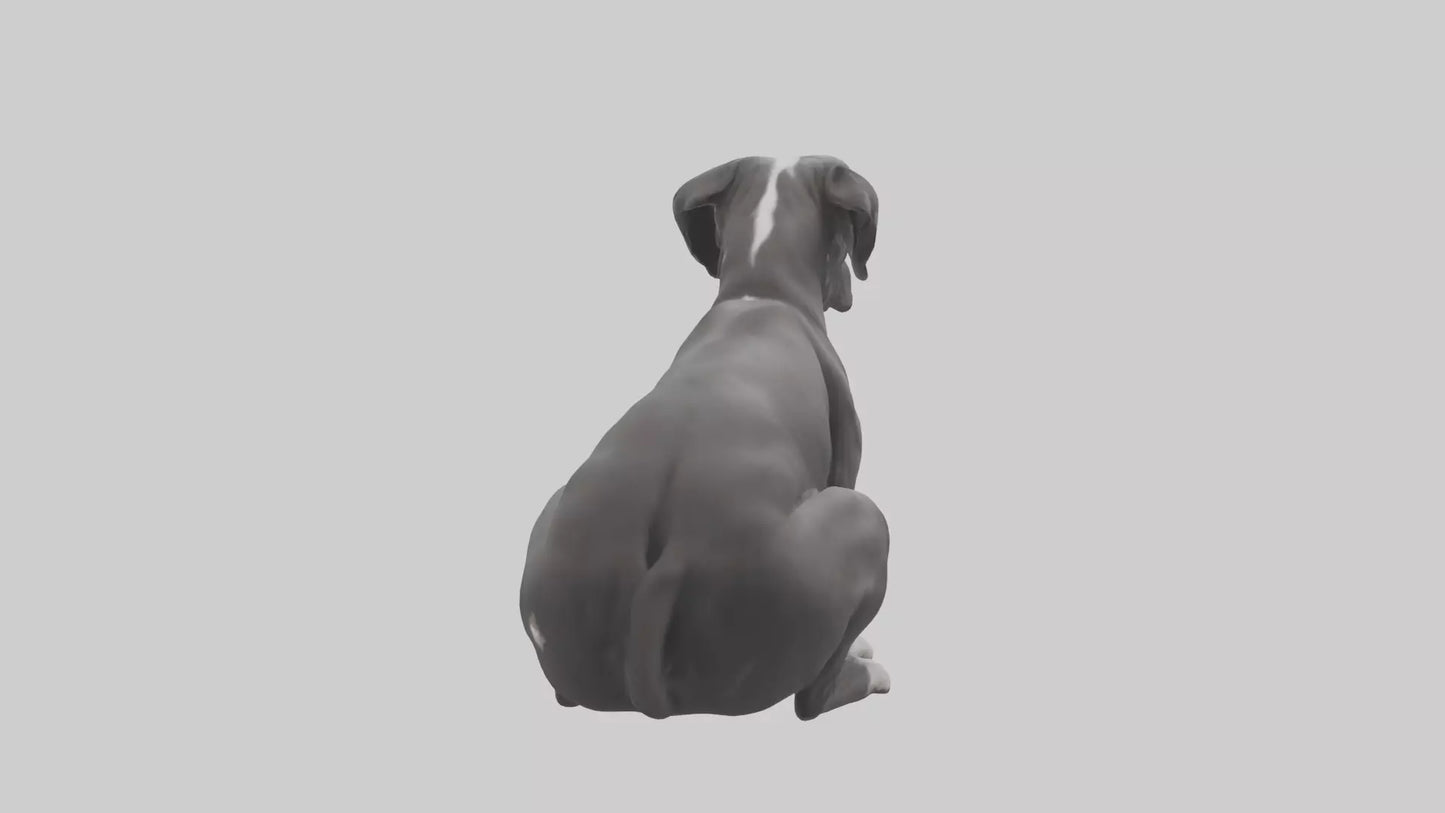 3D model Great Dane sitting model VR / AR / low-poly