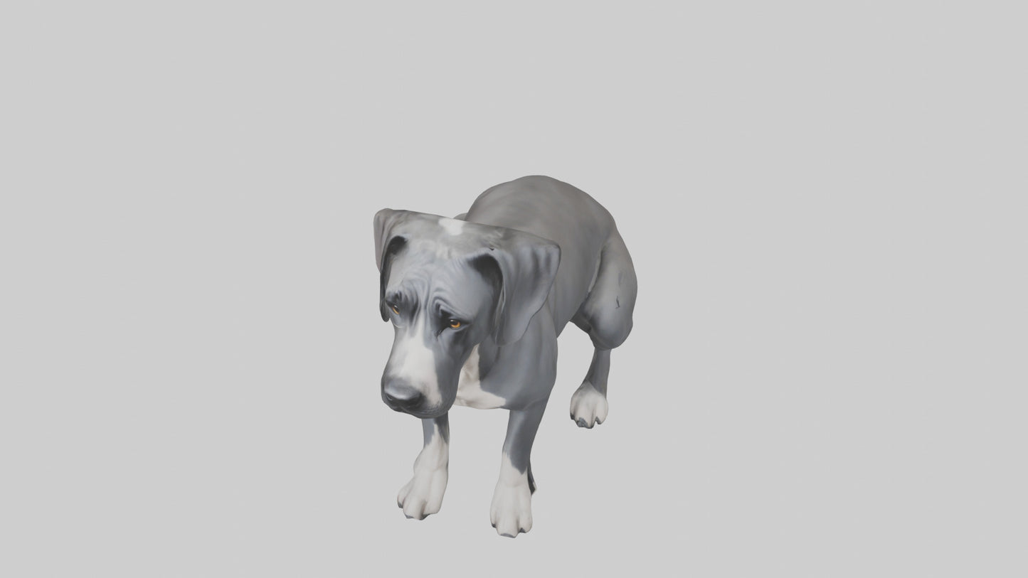 3D model Great Dane sitting model VR / AR / low-poly