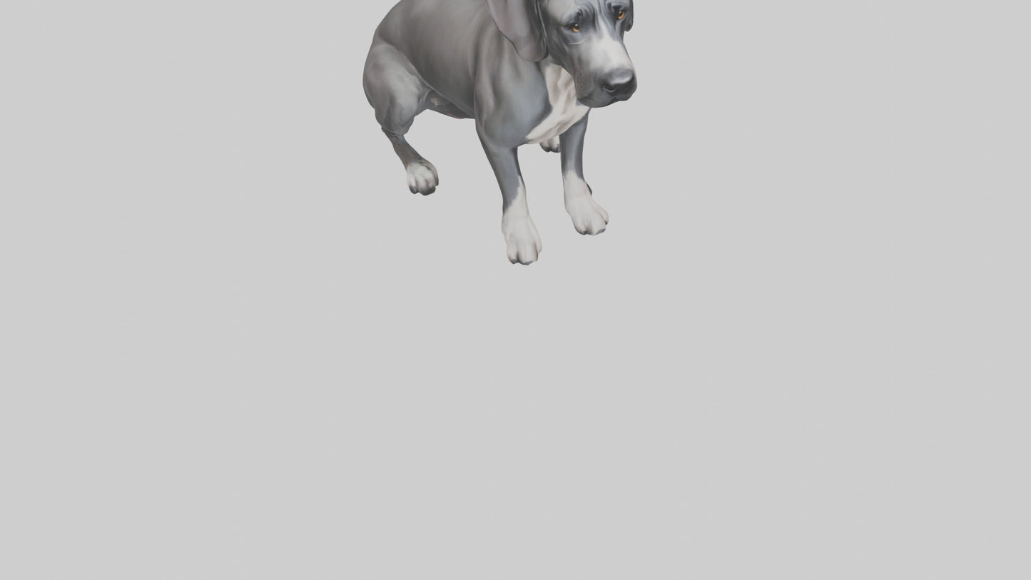 3D model Great Dane sitting model VR / AR / low-poly