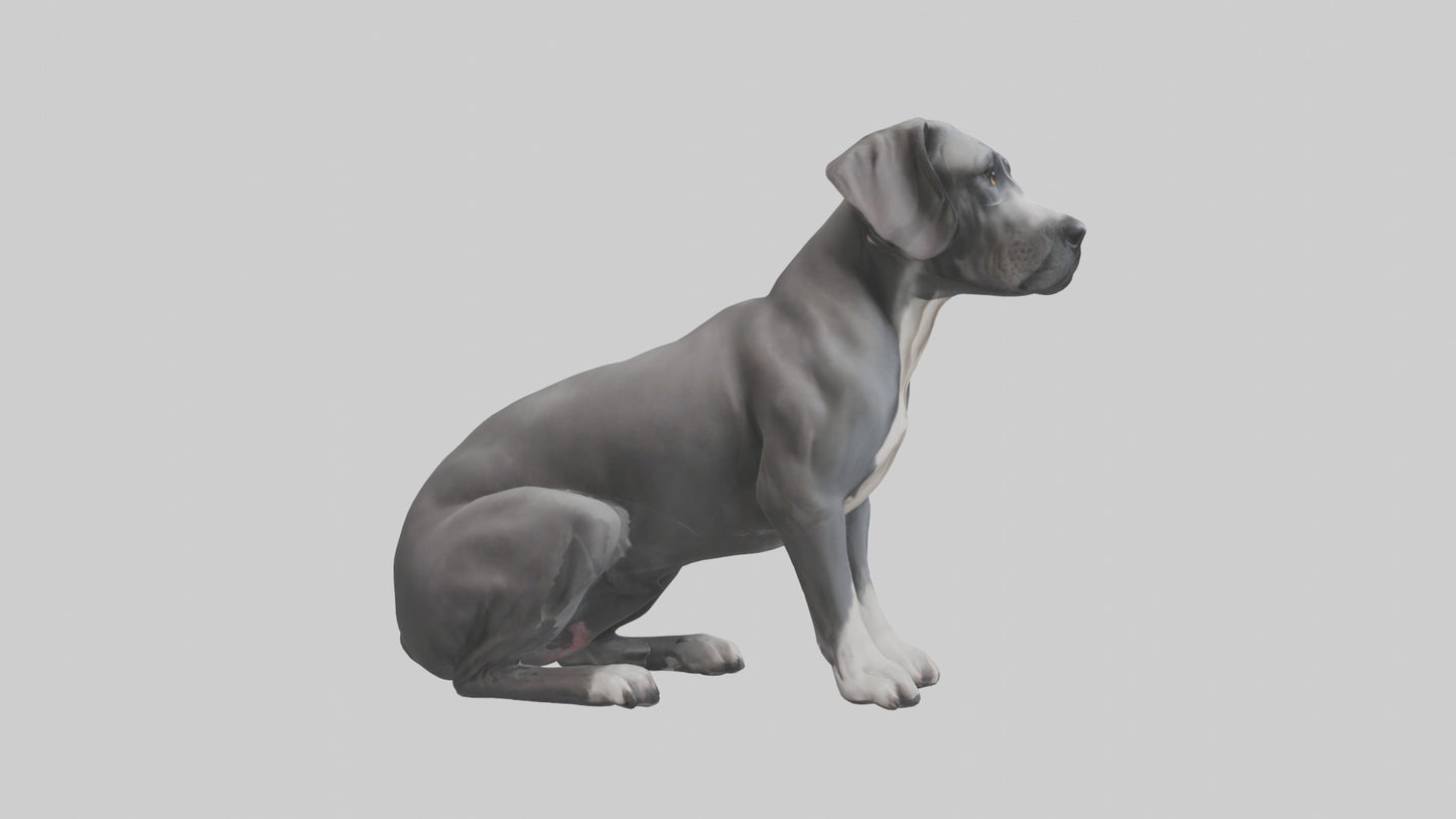 3D model Great Dane sitting model VR / AR / low-poly
