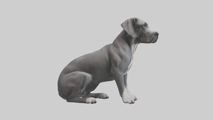 3D model Great Dane sitting model VR / AR / low-poly