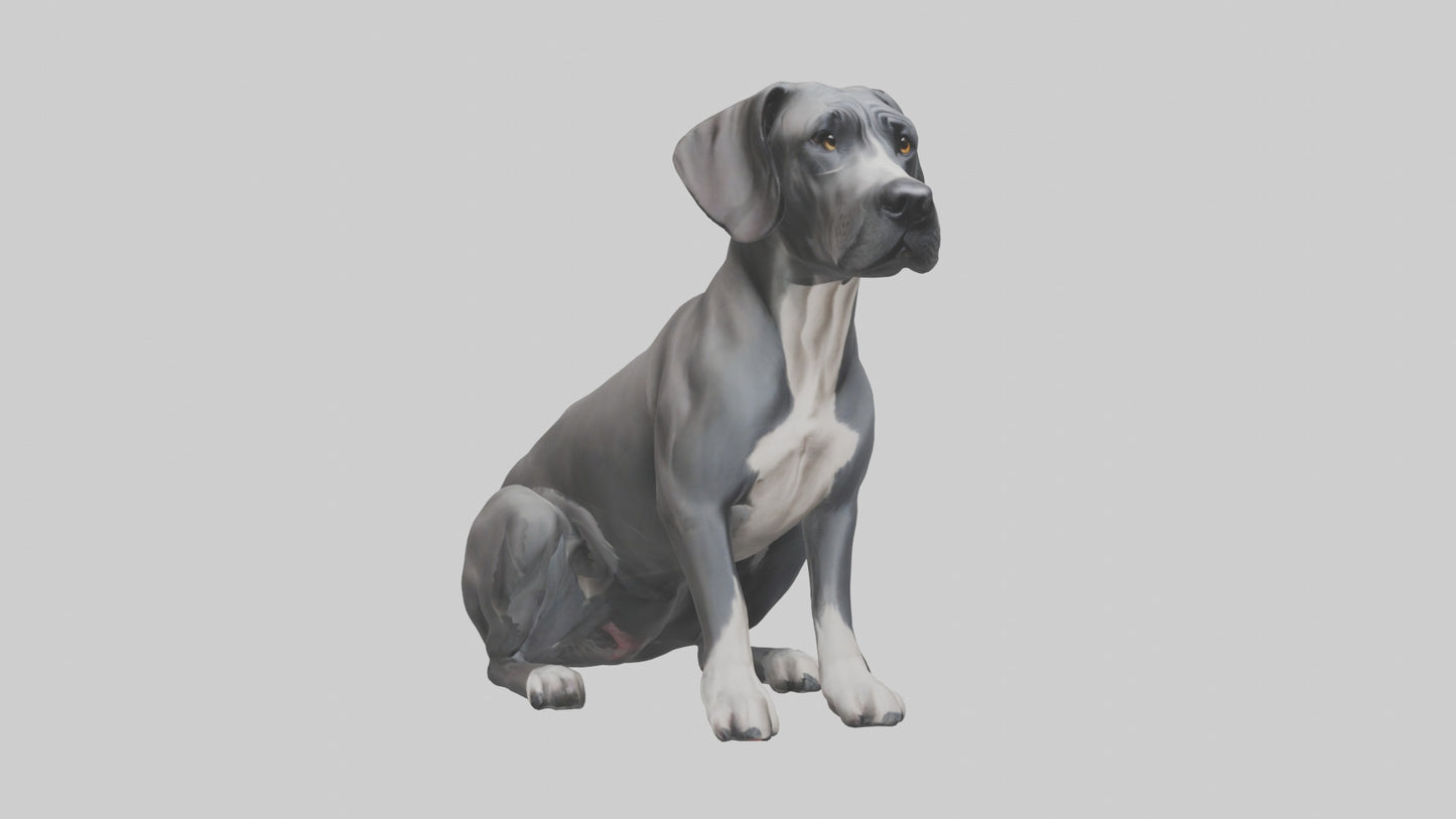 3D model Great Dane sitting model VR / AR / low-poly
