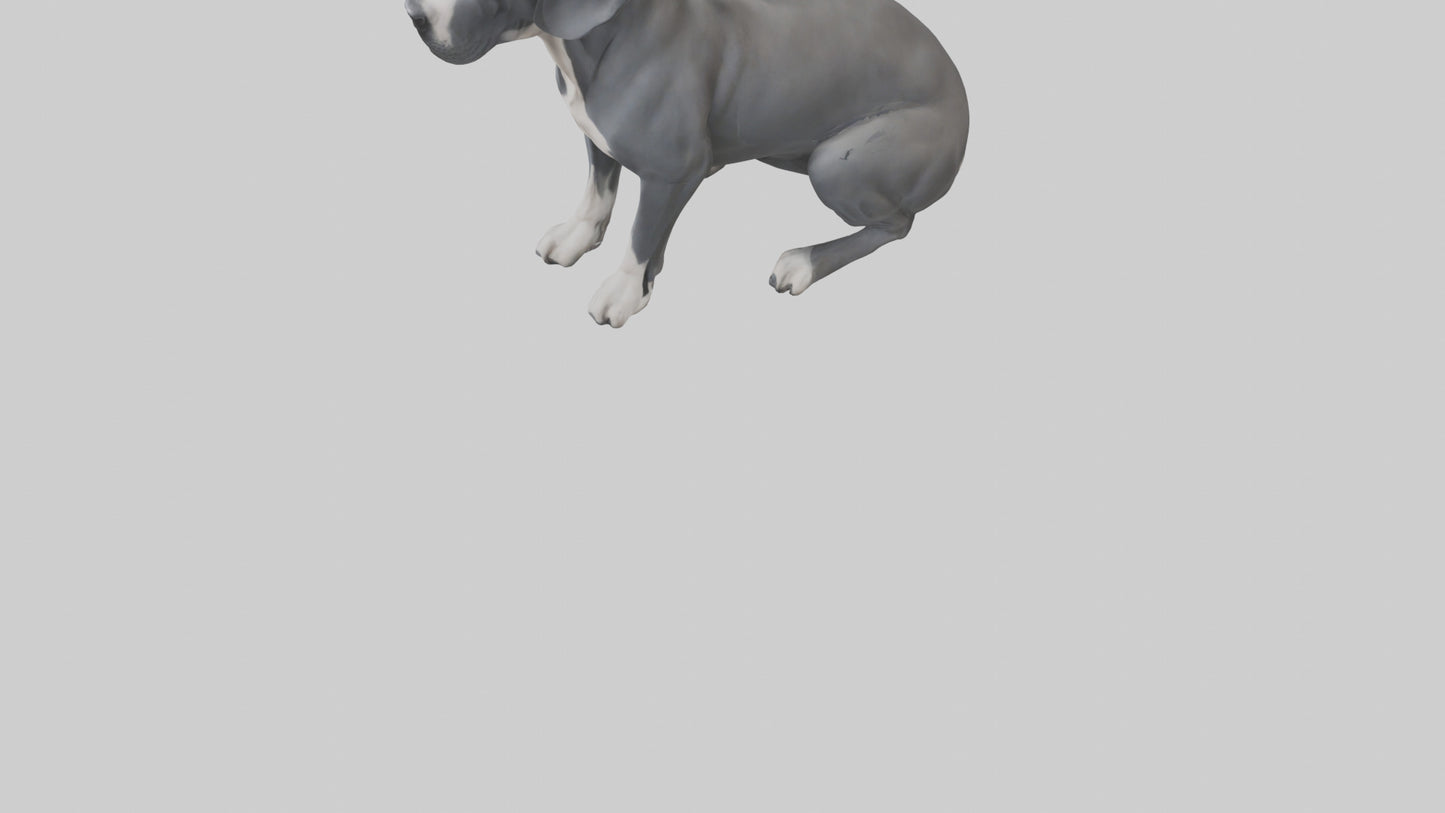 3D model Great Dane sitting model VR / AR / low-poly