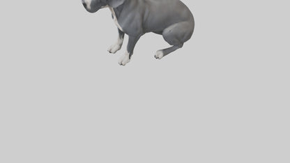 3D model Great Dane sitting model VR / AR / low-poly