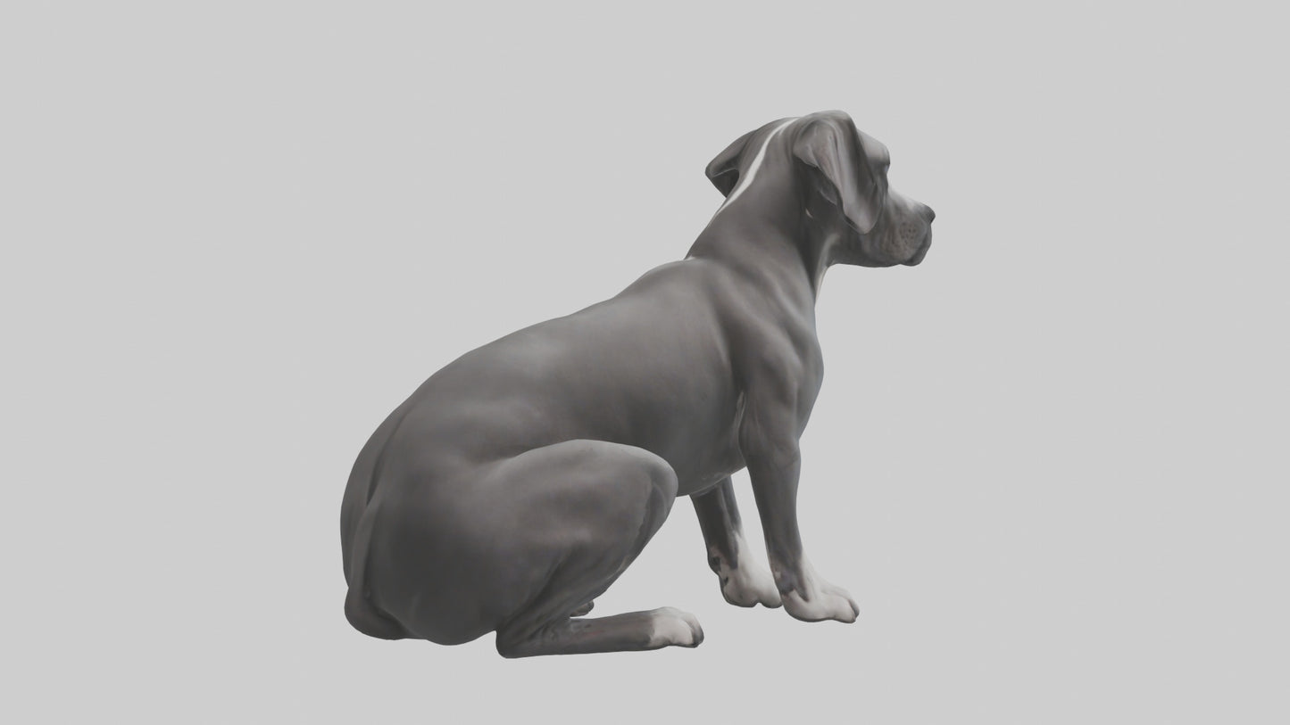 3D model Great Dane sitting model VR / AR / low-poly