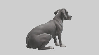 3D model Great Dane sitting model VR / AR / low-poly