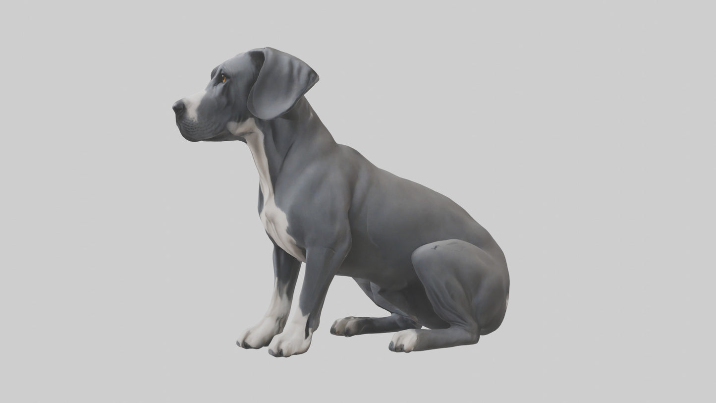3D model Great Dane sitting model VR / AR / low-poly