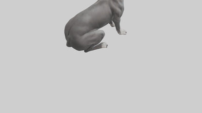 3D model Great Dane sitting model VR / AR / low-poly